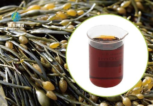 China Ascophyllum Nodosum Extract: Which One Is Good and How to Choose